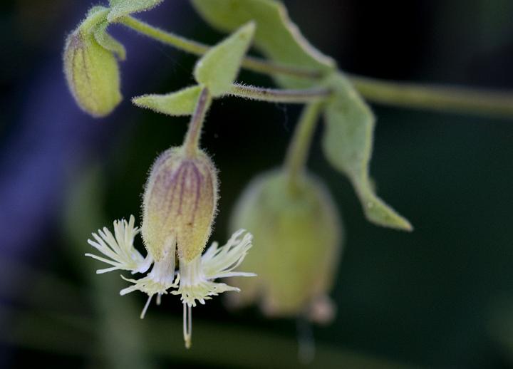 Bell Catchfly, Silene Campanula.jpg